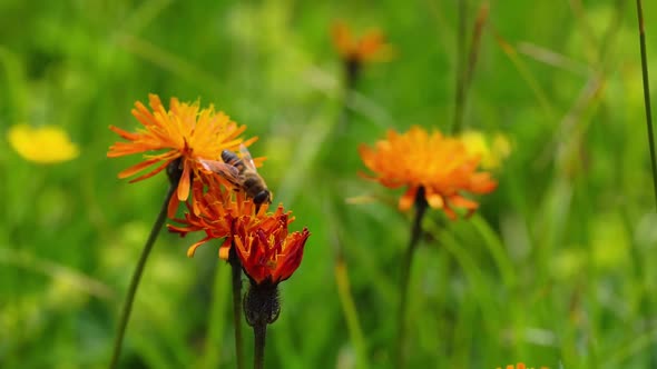 Wasp Collects Nectar from Flower Crepis Alpina alt
