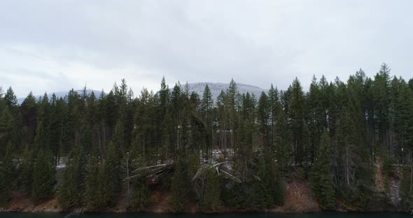 Pine trees overlooking the mountain ranges alt