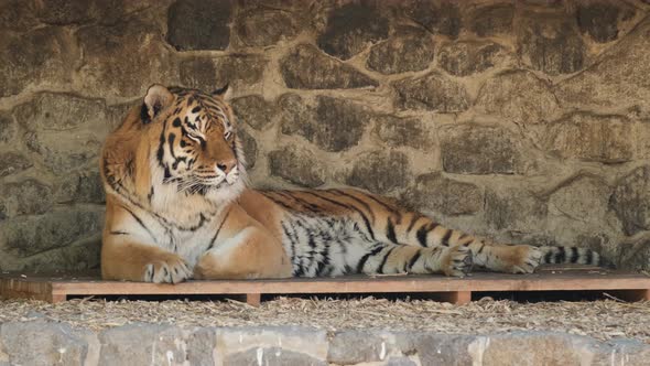 Close up Shot of Resting Tiger. Beautiful Wild Bengal Tiger Lying in zoo. alt