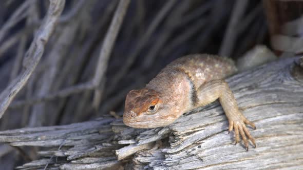 Desert Spiny Lizard laying on branch looking around alt