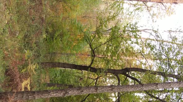 Vertical Video of a Forest Landscape on an Autumn Day in Ukraine alt