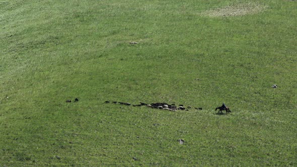 Flock of Sheep Walks on Mountains alt