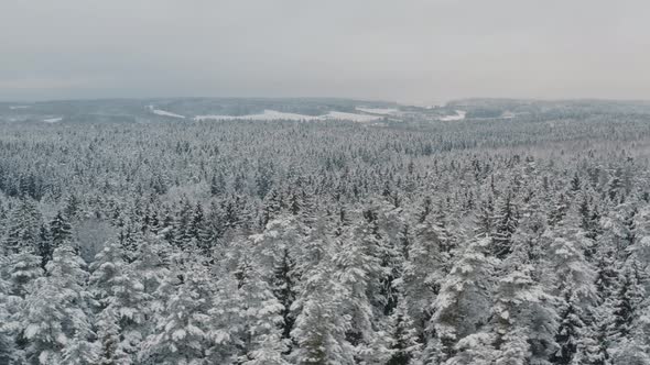 Aerial View Winter Forest with Snow Covered Spruce and Pine Trees alt
