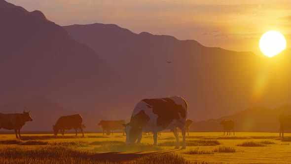 Herd of Cattle Grazing in Foggy Mountain Area at Sunset