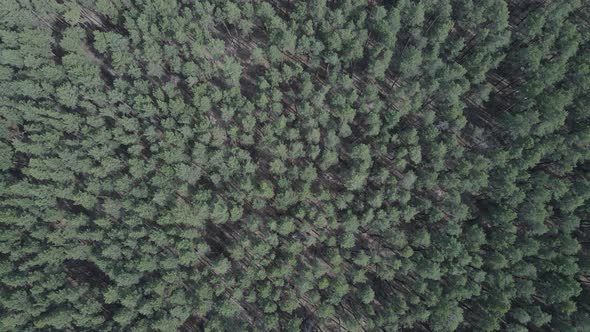 Pine Forest in the Afternoon Aerial View Slow Motion alt