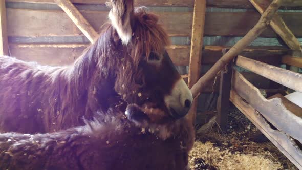 Adult Donkey Mother with Young Foal Standing in Barn alt