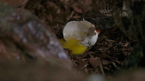 A tegu lizard chowing down on a chicken egg it raided from a coop alt