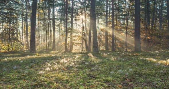 Timelapse of Sun Rays Emerging Through the Forest Trees Trust and Hope Heaven
