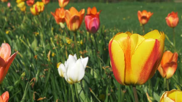 Tulips alt