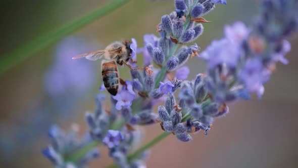 Honeybee On Lavender alt