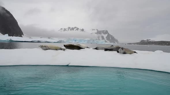 Crabeater Seals on Ice Flow Antarctica