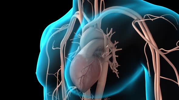 Anatomy of the Coronary Arteries alt