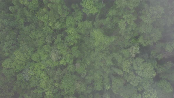 Aerial landscape view of greenery rainforest mountains on foggy day by drone