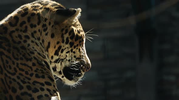 Portrait Of Leopard Resting In The Zoo Cage