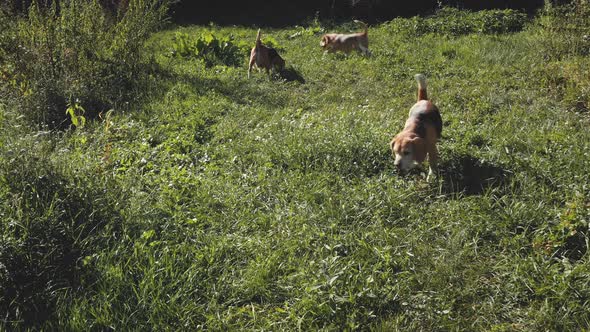 Purebred Beagle Dogs at Green Grass Valley Aerial alt