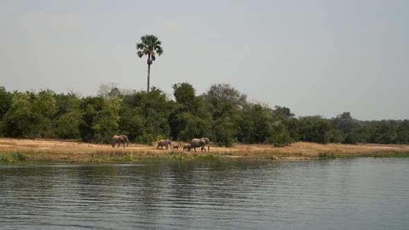 Herd Of Wild African Elephants Walking To Watering Hole Drink Water alt