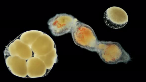 Cocoon of the Worm Tubifex Tubifex Under the Microscope alt