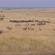Huge Herds Of Antelopes And Zebras Gather Before Migration In African Savanna - VideoHive Item for Sale