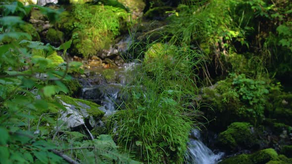 Clean Creek in the Forest Near the Waterfall, Panoramic View alt