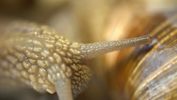 Snail Couple Meeting and Making Love Beautiful View Close Up Macro