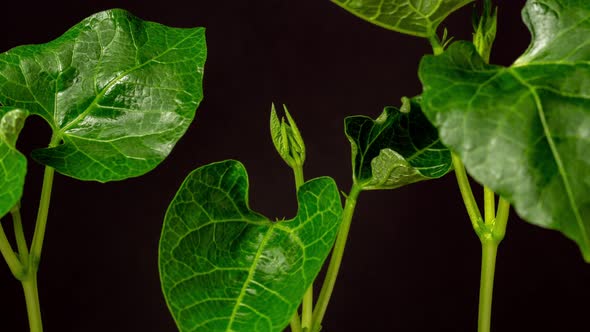 Bean Sprout Growing Timelapse on Black alt