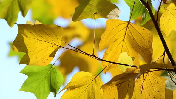 Autumn maple leaves on tree branches. alt