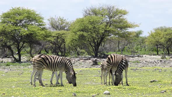 Plains Zebras And Wild Flowers - Etosha alt