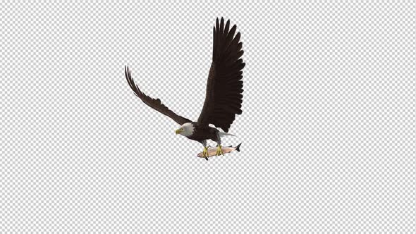Bald Eagle with Salmon Fish - 4K Flying Loop - Side Angle II