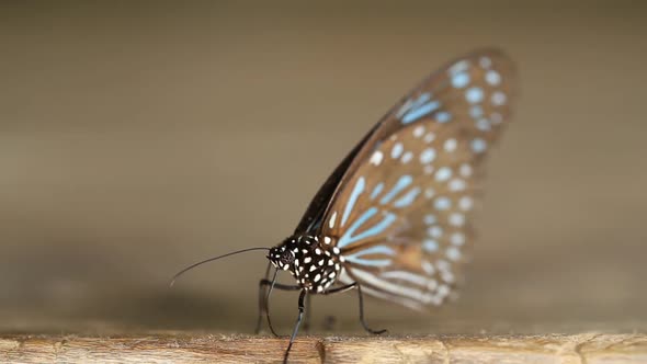 panning shot of Dark Blue Tiger butterfly (Tirumala septentrionis) on wood
