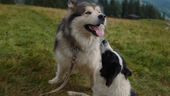 Two Dogs Sitting Grass Sunny Day Close Up alt