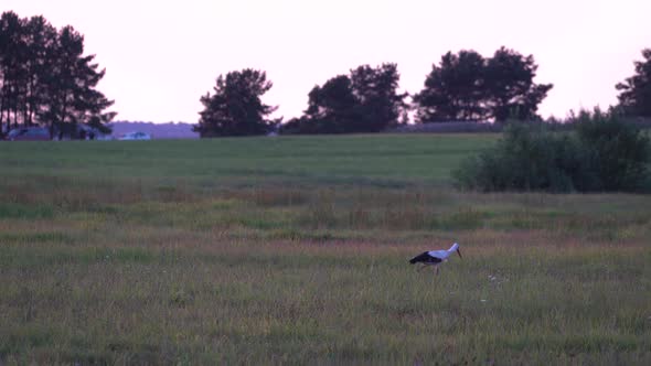 Wild Stork Bird Is Walking Near People in Camping on Field at Sunset Side View