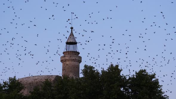 Flock of birds, Starlings (Sturnus vulgaris) surrounding Aigues Mortes in the Camargue, France alt