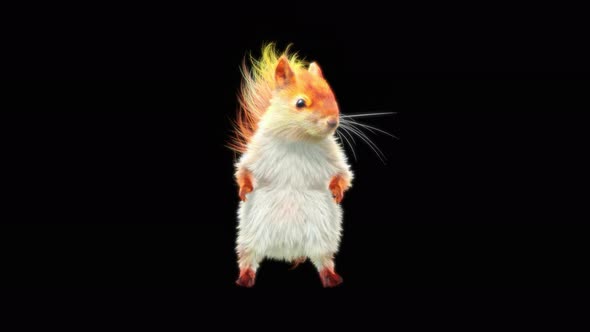73 White Squirrel Dancing 4K alt