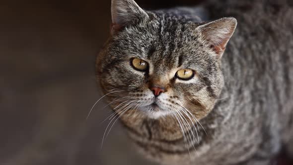 adult striped cat serious looks at camera and focuses. purebred domestic cat with short hair 