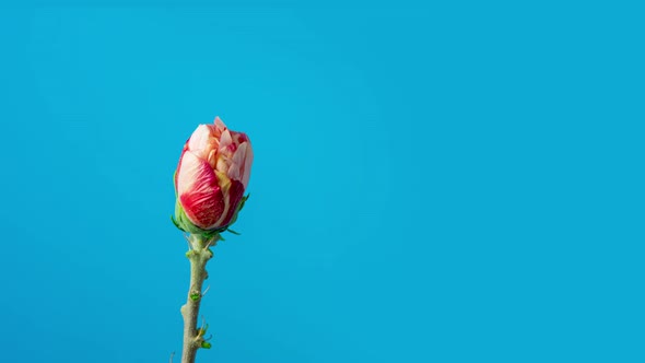 Hibiscus Blossom Timelapse on Blue alt