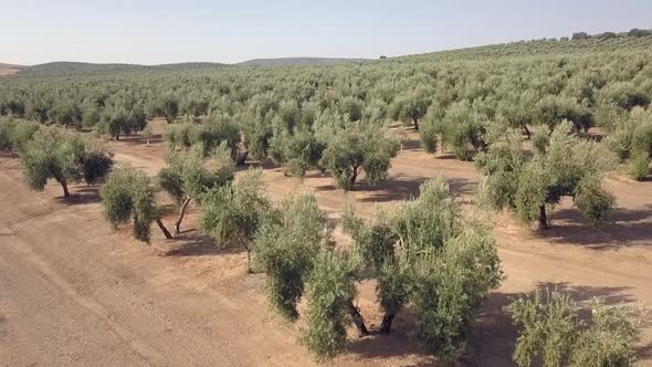 Aerial footage over an Olive plantation in Jaen, Spain