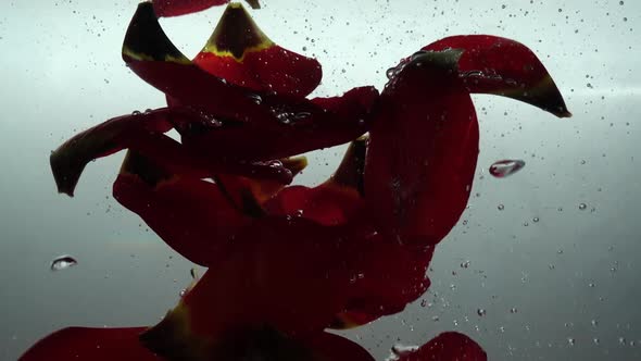 Petals of Tulips Fall in Water 3 alt