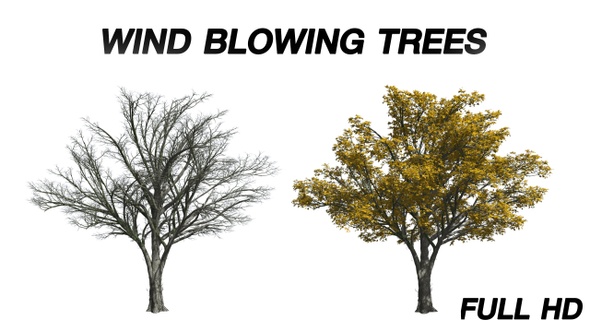 Wind blowing American Elm Tree