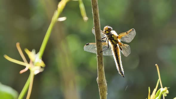 Dragonfly Sits on a Branch, Wild Beetle in Nature, Summer Spring Colorful Macro Wildlife alt