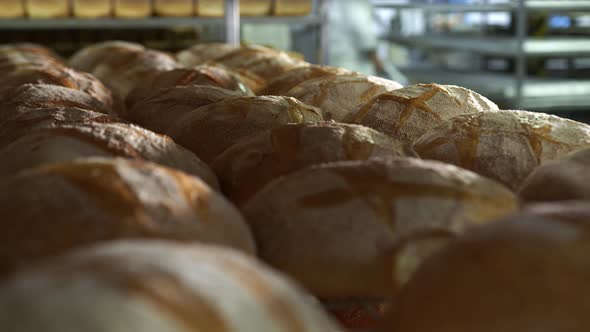 Production of Bakery Products Close Up. Freshly Baked Ruddy Bread Close Up, Lying on the Shelves at alt