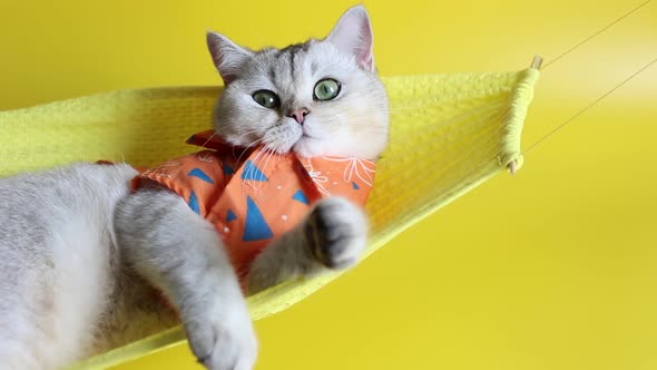 White British Cat with Yellow Eyes in an Orange Shirt Lies Sways on a Yellow Hammock