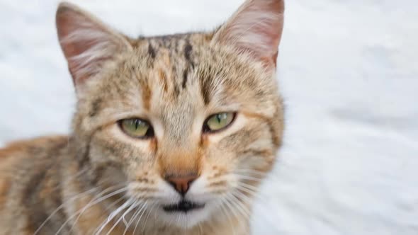 Close Up Video Portrait of Beautiful Cat Muzzle