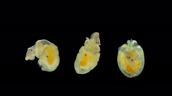 a Worm Larva Under a Microscope, at the Stage of Pelagosphaera, Phylum Sipuncula, Clade alt