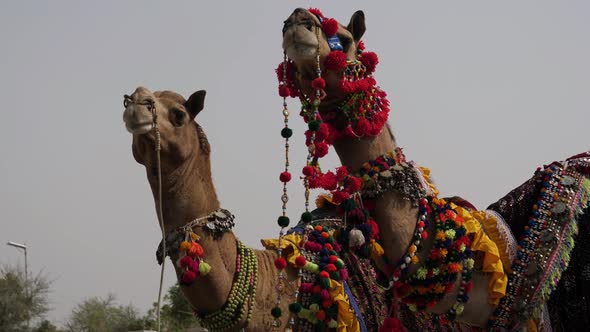 Decorative Dressed Up Camels At Fair In Pakistan alt
