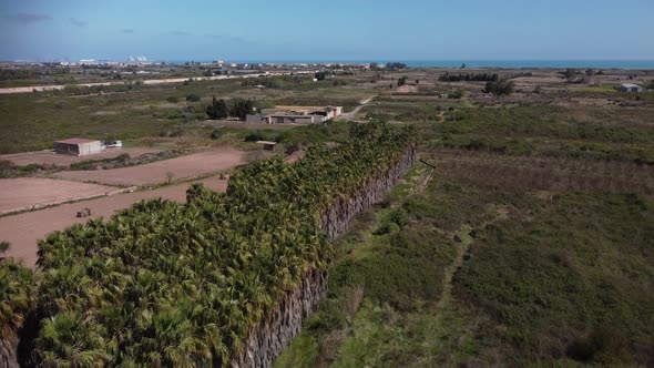 Aerial View Of Old Palm Trees Near The Sea 4 K