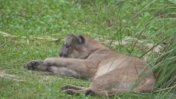 A Cougar (Puma Concolor) lying on the grass and beeing annoyed by flies alt