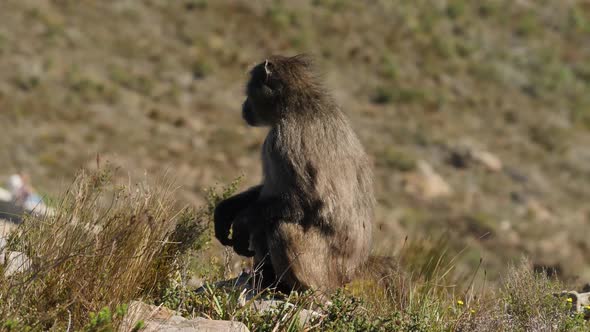 Chacma Baboon closeup in grassland 