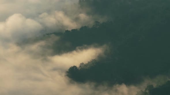 Fog Mystic Forest alt