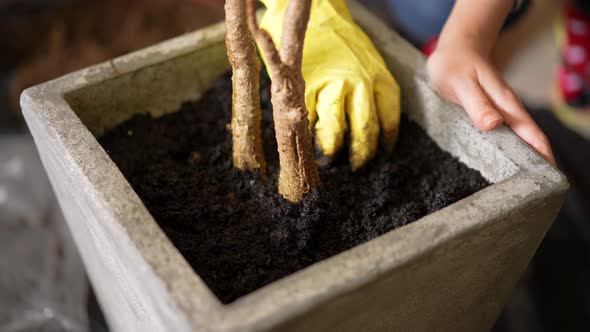 Handling the soil in the pot to help the tree grow strong alt