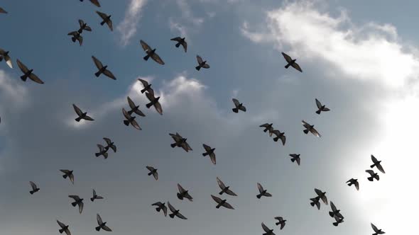 Flock Of Pigeons Flying Silhouette Sunny Afternoon Slow Motion Shot alt